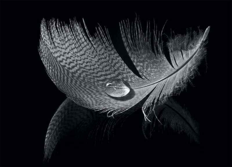 Club Medal - Open Monochrome - Feather - Gerry Mullon - IPIP Photographic Club