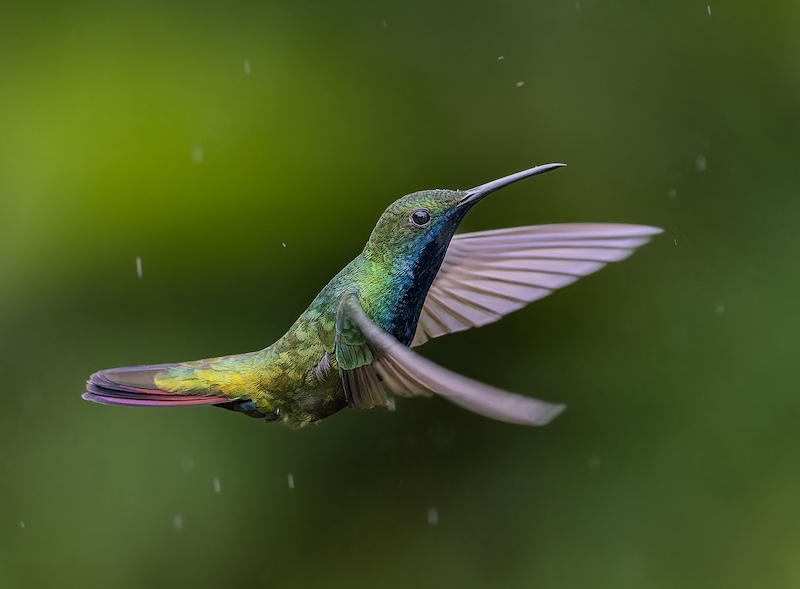 PSSA Silver Medal - Nature Birds Only Colour - Black Throated Mango in the rain - Pieter Mare - Knysna Photographic Society