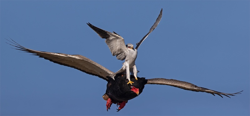Brandpunt Silver - A - Open Colour  -  The Hit 160525 -  Johan Frost -  Midlens Fotoklub