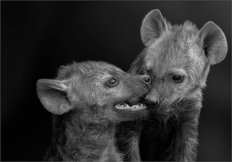 Brandpunt Silver - B - Open Monochrome  -  The Language of Kin -  San3 de Wet -  Magalies Foto Fun Club