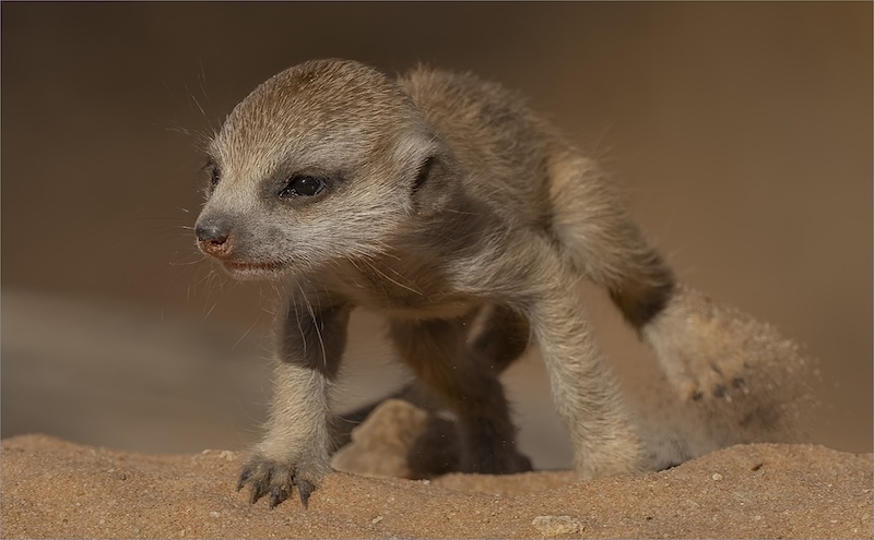 PSSA Silver Medal -  C - Nature  No Birds - COLOUR -  working the den -  Arnold van Dyk -  Tafelberg  Fotografieklub