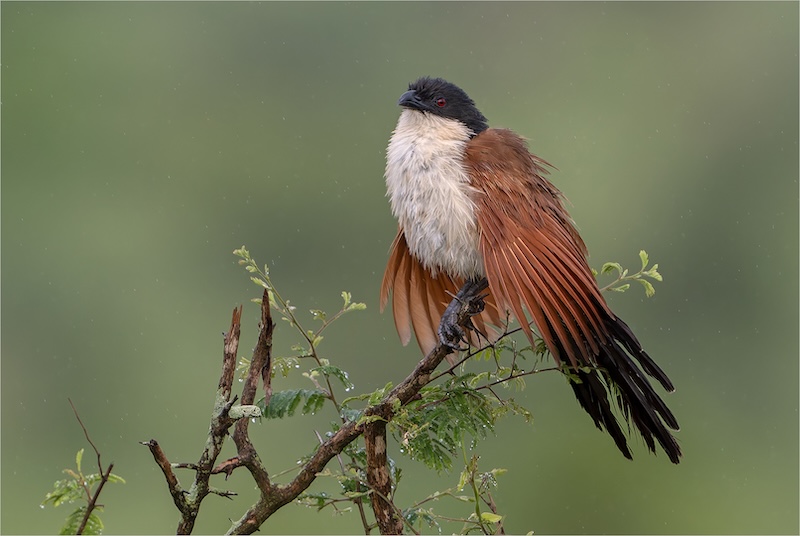PSSA Silver Medal -  D - Nature  Birds Only - COLOUR -  Nat gereen -  Marianna Erasmus -  Mosselbaai Kameraklub