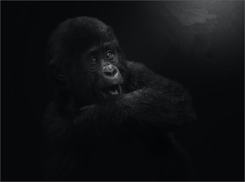 CCJ Silver Medal - Open Monochrome - Baby gorilla in Bwindi Forest - Kazalette Pike - Highway Camera Club