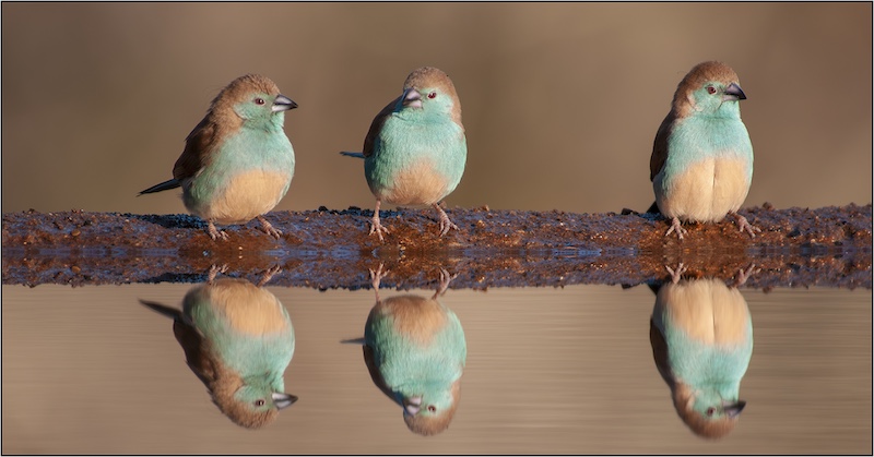 DCC BRONZE MEDAL-Nature - Birds Only-Blue Waxbills-Keith Marallich-Durban Camera Club