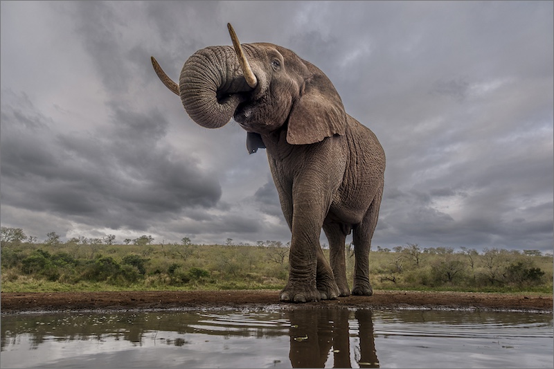 DCC BRONZE MEDAL-Nature - No Birds-Ellie Sundowner-Sandy van Heerden-Durban Camera Club