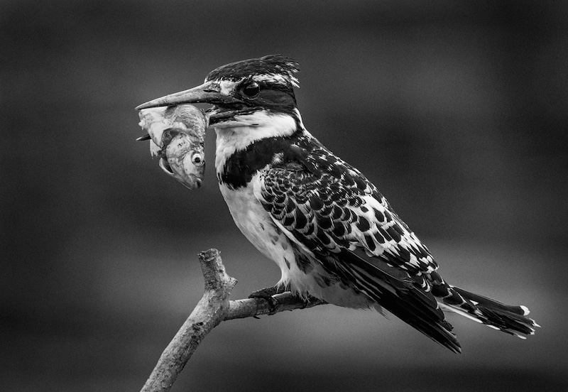 DCC BRONZE MEDAL-Open Monochrome-Pied kingfisher with catch BW-Wendy Freer-Durban Camera Club