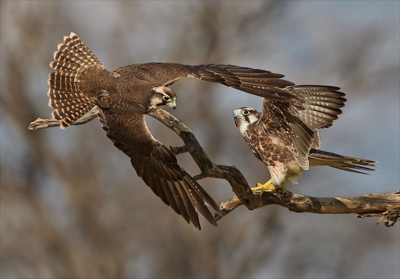 DCC SILVER MEDAL-Nature - Birds Only-Laat ek Liewers Padgee-Rosa van Schalkwyk-Ermelo Fotoklub