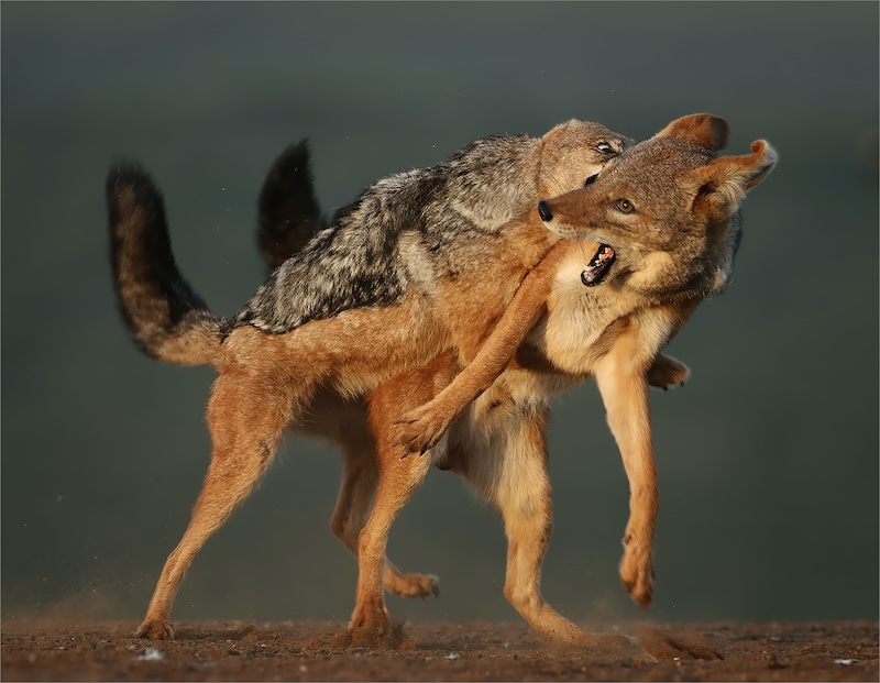 DCC SILVER MEDAL-Nature - No Birds-All out attack-Francois van der Watt-Bloemfontein Kameraklub