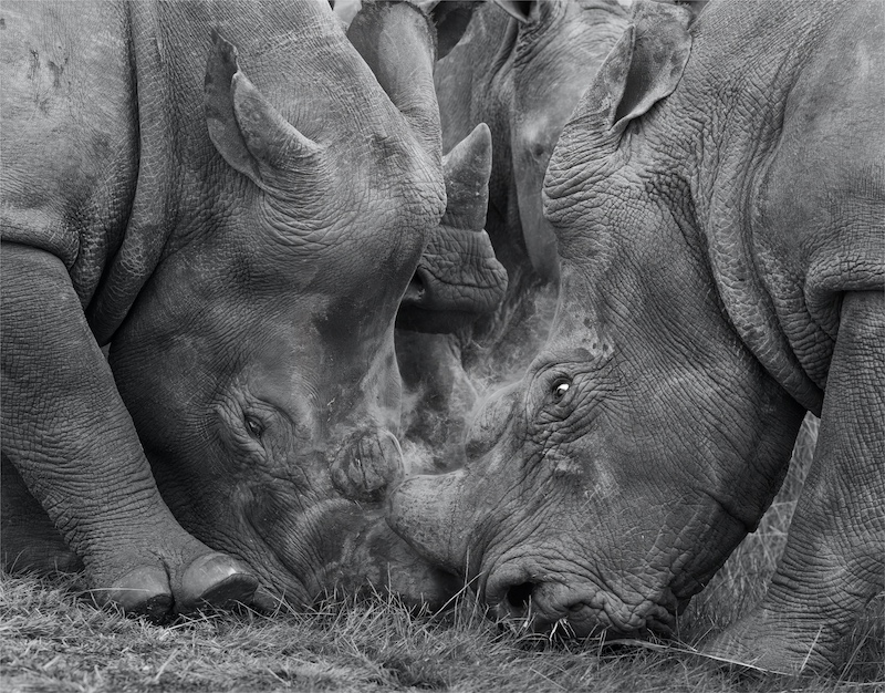 DCC SILVER MEDAL-Open Monochrome-Rhino head butt-David Woolf  Stein-Sandton Photographic Society