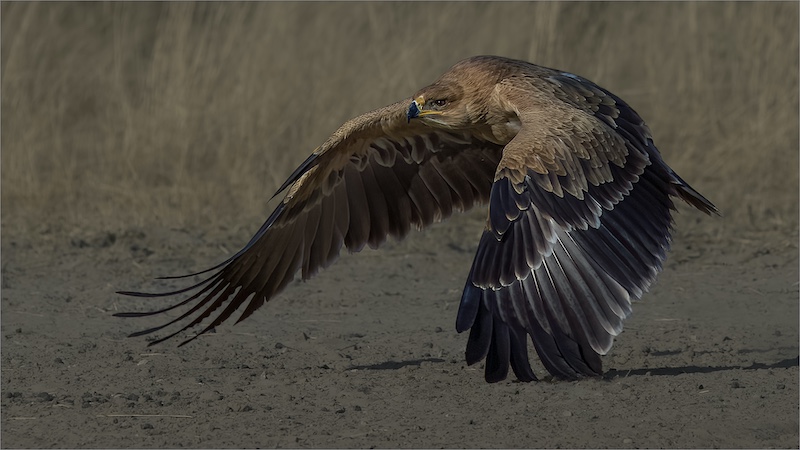 PSSA SILVER MEDAL-Nature - Birds Only-Roof Arend in lae vlug-Theo Van Der Merwe-Boksburg Camera Club