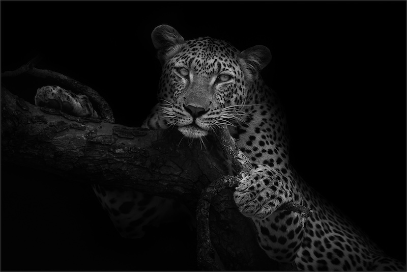 PSSA SILVER MEDAL-Open Monochrome-Allowed to be lazy-Alta Oosthuizen-National Photographic Club