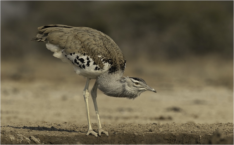 EPC Silver Medal - Nature Birds Only Colour - Gompou - Koos Marais - AFO
