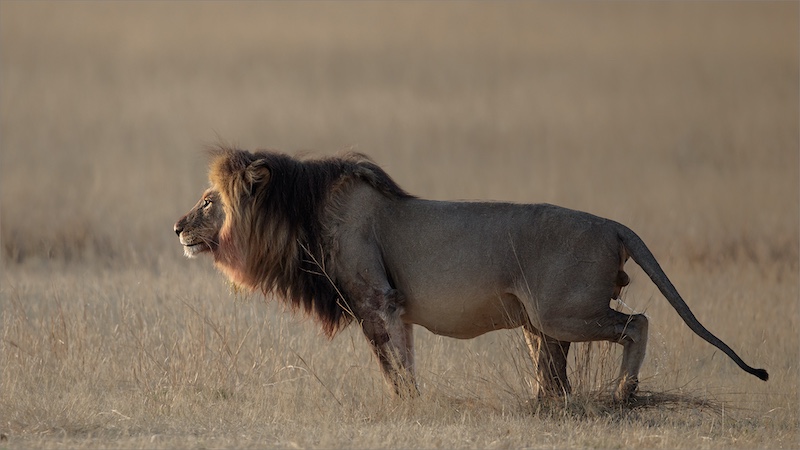 EPC Silver Medal - Nature No Birds Colour - Marking Territory 160922 - Johan Frost - Midlens Fotoklub