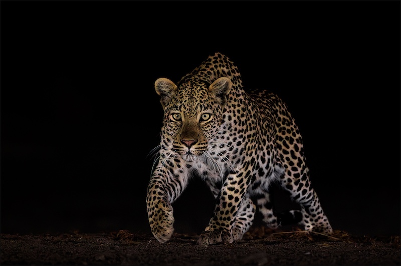 PSSA Silver Medal - Nature No Birds Colour - Versigtig nader kom - Leon Drotsky - Ermelo Fotoklub