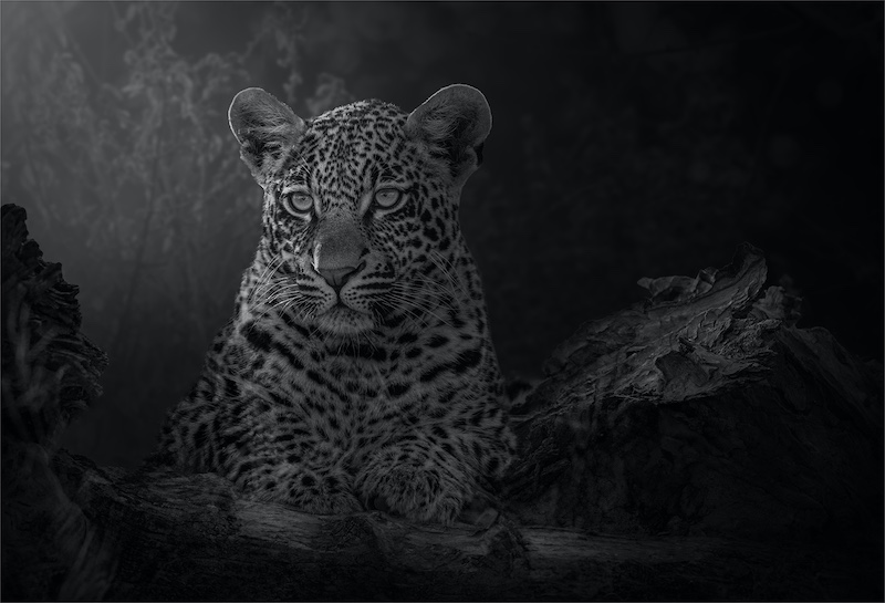 PSSA Silver Medal - Open Mono - Simply incredible - Bridgid Wickham - Highway Camera Club