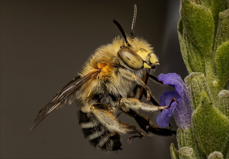 PSSA Bronze Medal - Nature Colour - Hairy Bee - Jacques Kruger - Ermelo Fotoklub