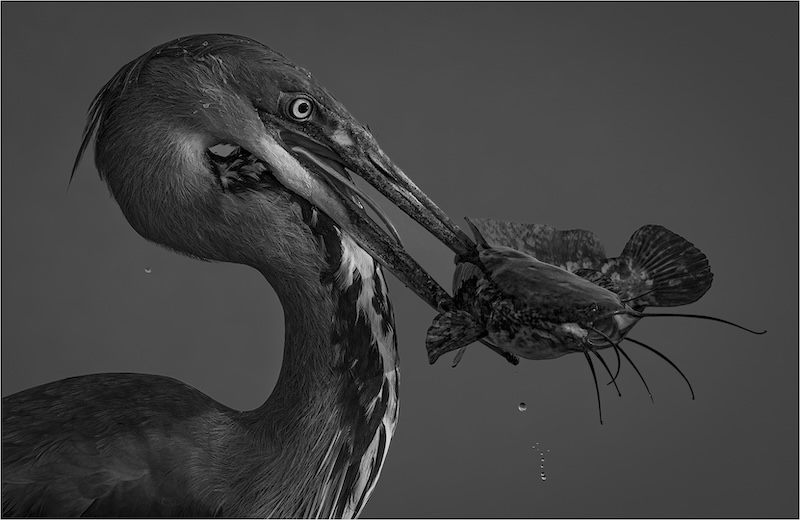 PSSA Bronze Medal - Open Monochrome - moment of Predation - Theo Van Der Merwe - Boksburg Camera Club