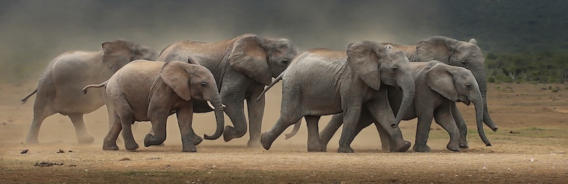 PSSA Silver Medal - Open Colour - Herd in a hurry - Hugh Watson - Highway Camera Club