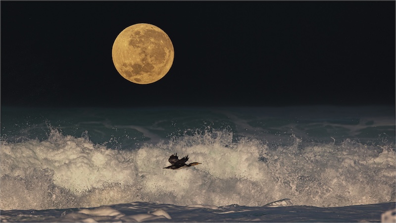 PSSA Silver Medal - Scapes Colour - Kormorant maan - Anoet du Plessis - AFO