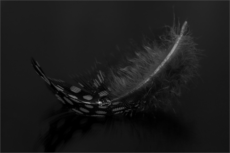 Kroonstad Fotoklub Bronze Medal - Macro - Spotted Feather - Maureen Fourie - F-Stop Fotografiese Vereniging