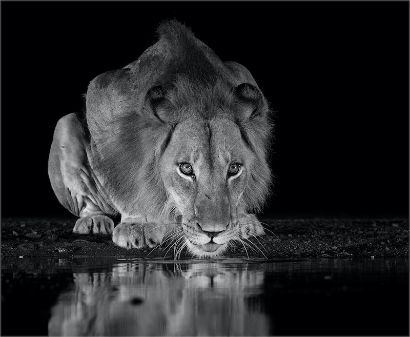 Kroonstad Fotoklub Bronze Medal - Nature - Eye contact of a lion - Shirley Gillitt - Highway Camera Club