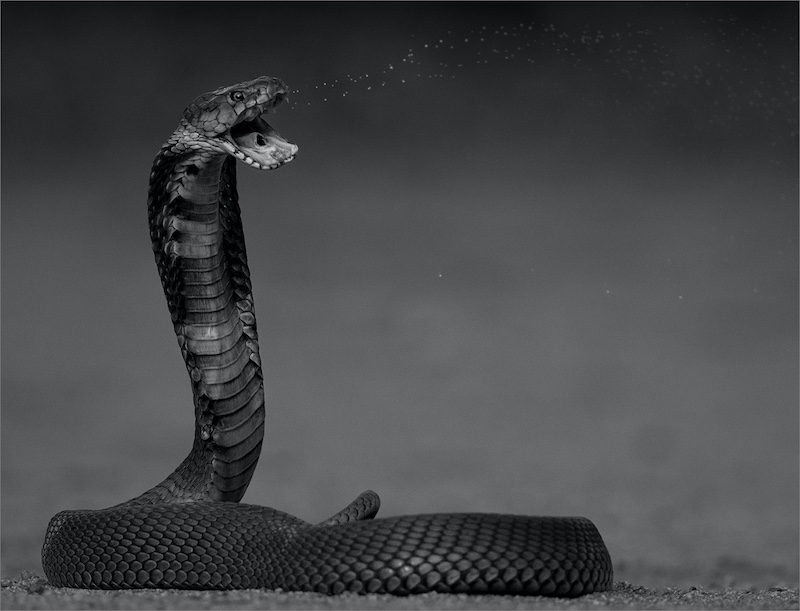 PSSA Silver Medal - Nature - Mozambiquen Spitting Cobra A3053 - Rodney Cory - Springs Photographic Club