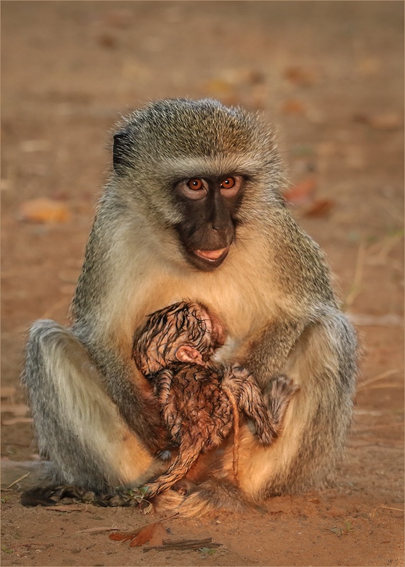 NPC Club Silver Medal-Nature No Birds-Pasgebore Apie 8967 HD-Tokkie Labuschagne-MFFC