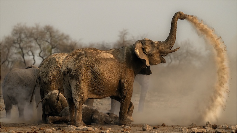 PSSA Silver Medal-Nature No Birds-Elephants after mud bath comes dustbathe 4097-Willie Labuschagne-MFFC