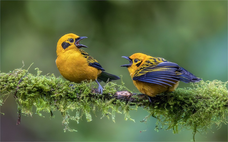 1-PSSA Medal-Nature Birds Only-Heated Argument-Craig Morgan-Randburg Photo CLub