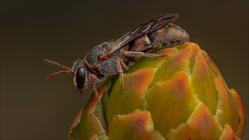 2-CLUB MEDAL-Nature-No Birds-Little Wasp-Jacques Kruger-Ermelo Fotoklub