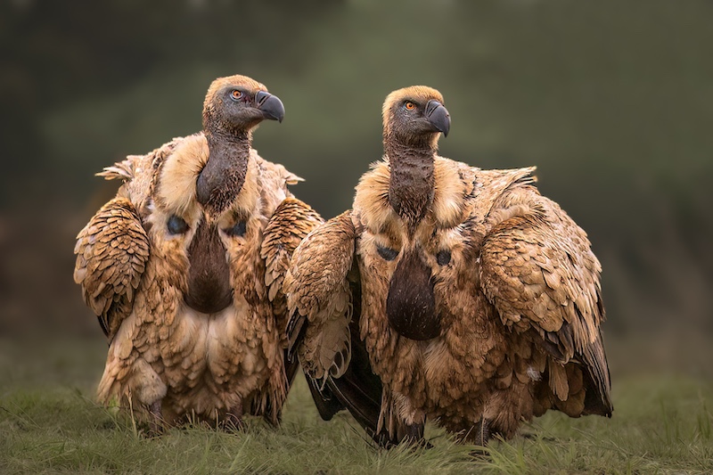 2-CLUB MEDAL-Open Colour-Beautiful Cape Vultures-Susan Troskie-Sapphire Coast Camera Club