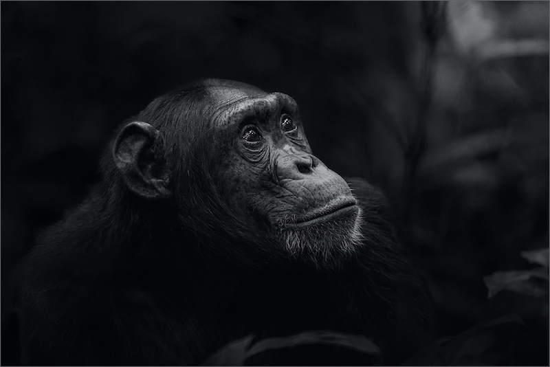 2-CLUB MEDAL-Open Mono-Kibale forest chimp-Kazalette Pike-Highway Camera Club