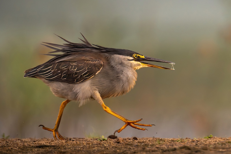 PSSA Silver Medal-Nature - Birds Only Colour-green backed heron having a hissy-Kathy Kay - Hibiscus Coast Photographic