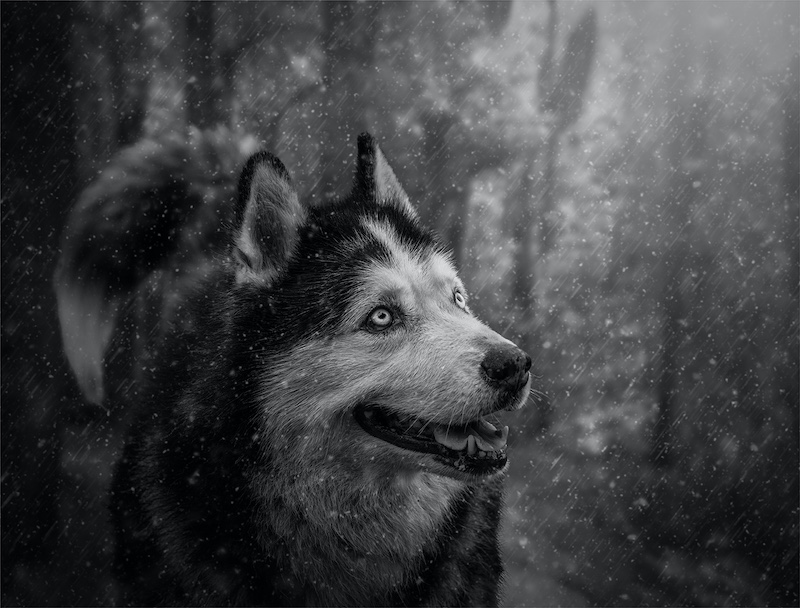 PSSA Silver Medal-Open Monochrome-The dogs of the North-Bridgid Wickham - Highway Camera Club