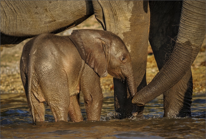 WPS Bronze Medal-Nature - No Birds Colour-trunk security-Mariana Visser - Witzenberg Photographic Society