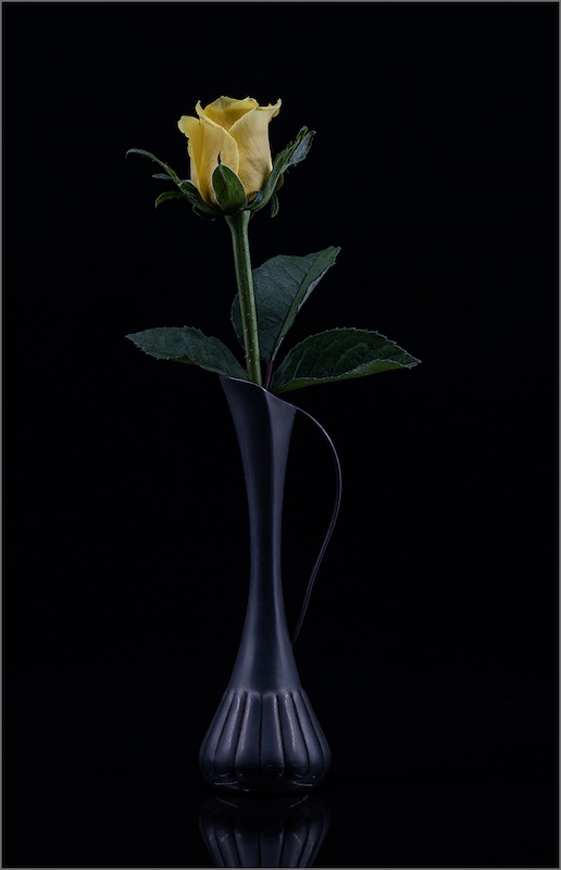 WPS Bronze Medal-Open Colour-A Single Rose-Louise De Lange - Witzenberg Photographic Society