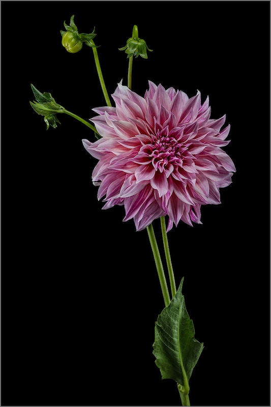 WPS Bronze Medal-Prints Open Colour-Beauty in pink-Phillip de Lange - Witzenberg Photographic Society