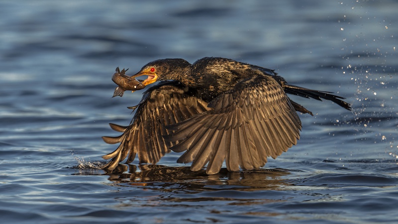WPS Silver Medal-Nature - Birds Only Colour-Darter in flight with catch-Christo Giliomee-Tafelberg Fotografieklub