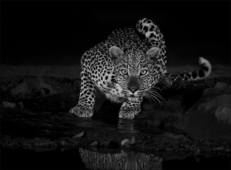 WPS Silver Medal-Open Monochrome-Leopard stare-Leon Drotsky - Ermelo Fotoklub