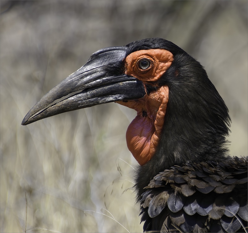 Southern Ground Hornbill by Raidon Myburgh from Tafelberg Fotografieklub